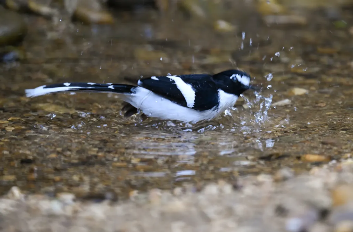 File:A Black-backed forktail (Enicurus immaculatus), spotted in Dulung Reserve Forest, Lakhimpur, Assam DSC 0855 1.jpg