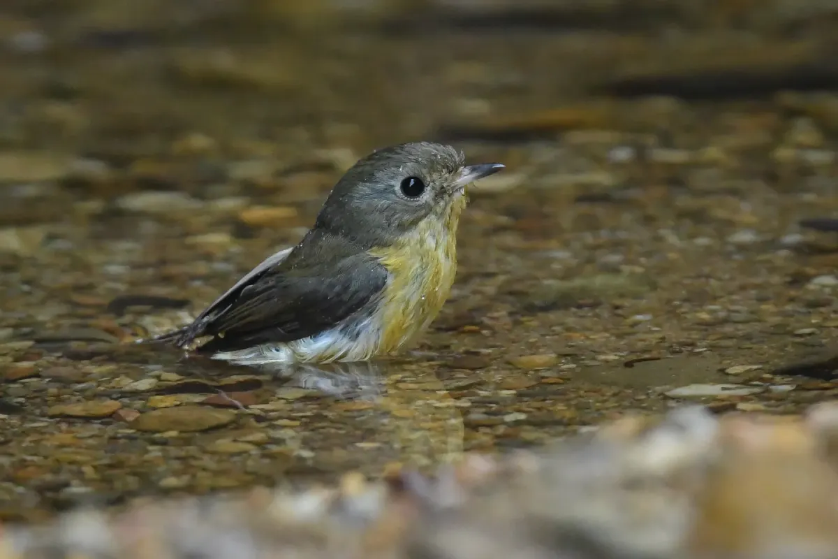 File:A Pygmy flycatcher (Ficedula hodgsoni) is spotted in Dulung Reserve Forest, Assam DSC 7687.jpg