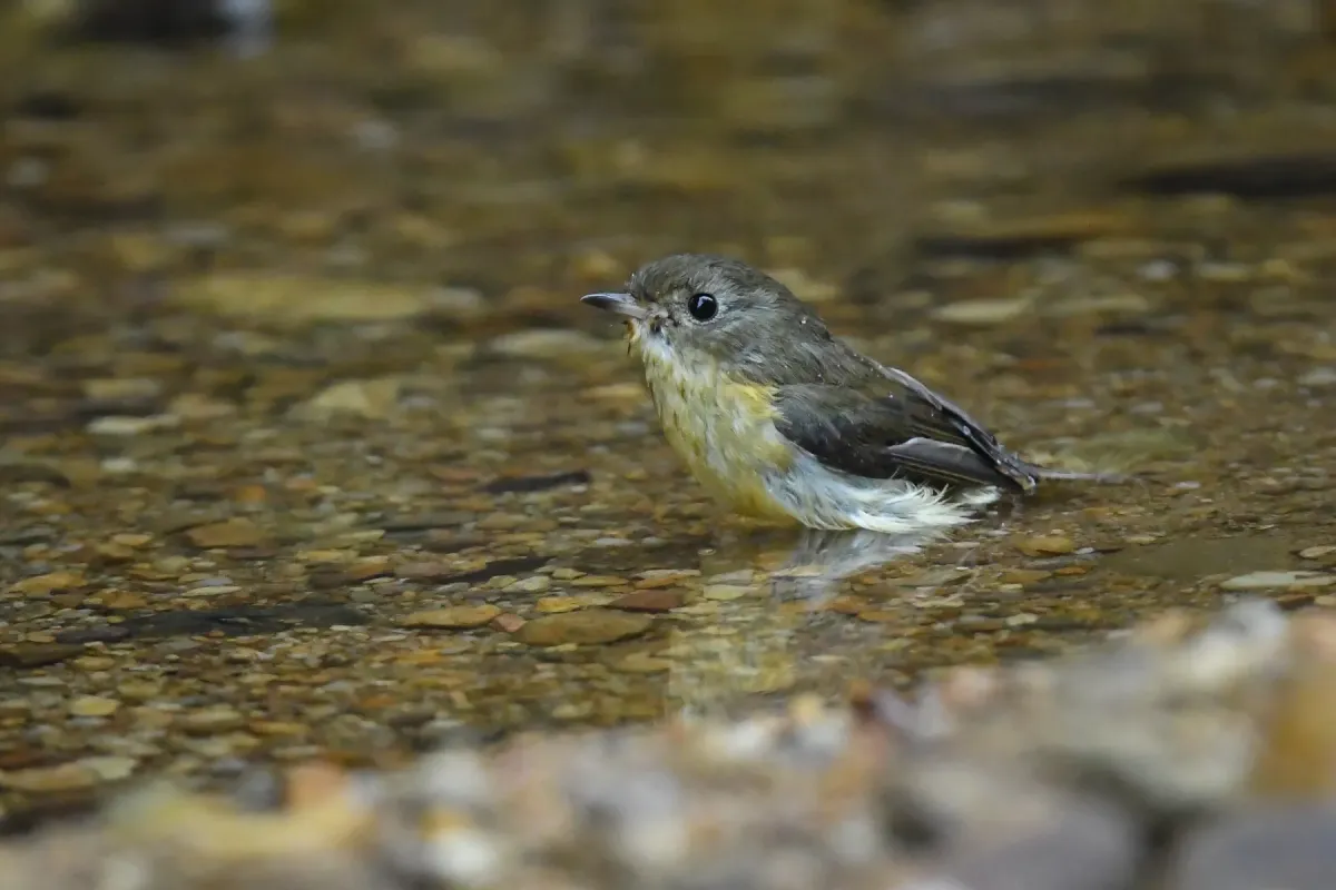 File:A Pygmy flycatcher (Ficedula hodgsoni) is spotted in Dulung Reserve Forest, Assam DSC 7688.jpg