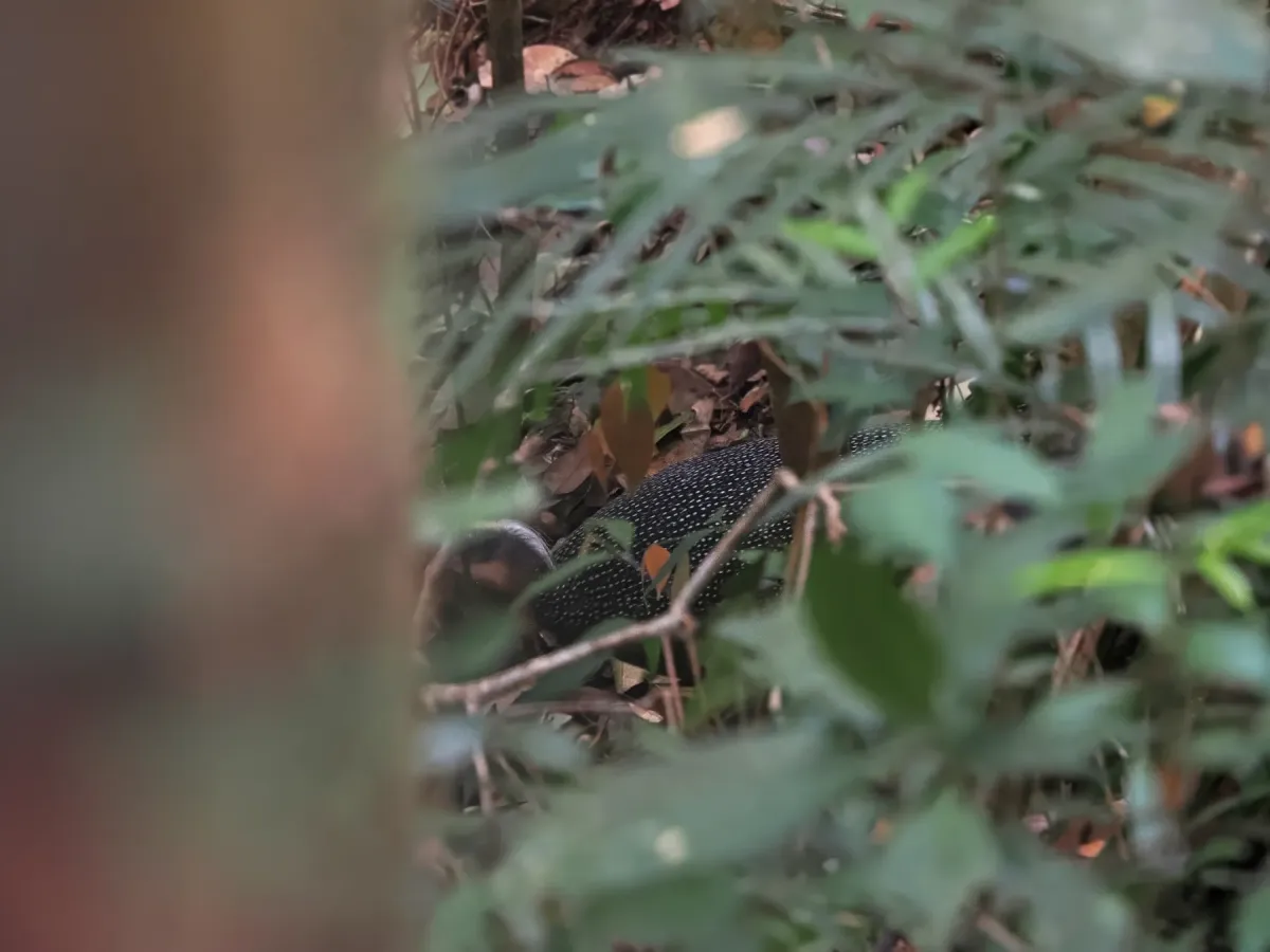 File:Malayan crested argus (Rheinardia nigrescens).jpg