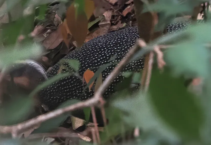 File:Malayan crested argus (Rheinardia nigrescens) (cropped).jpg