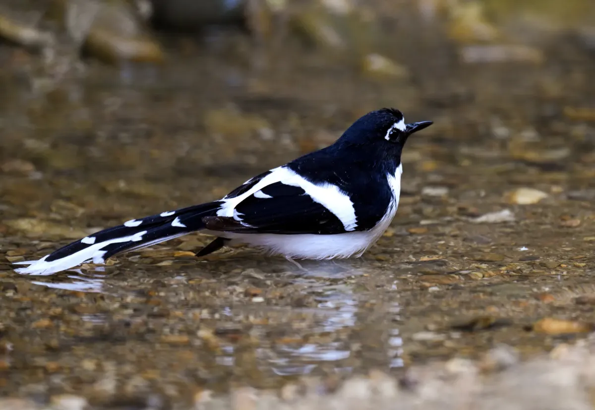 File:A Black-backed forktail (Enicurus immaculatus) is spotted in Dulung Hide, Dulung Reserve Forest, Lakhimpur District, Assam DSC 0857 1.jpg