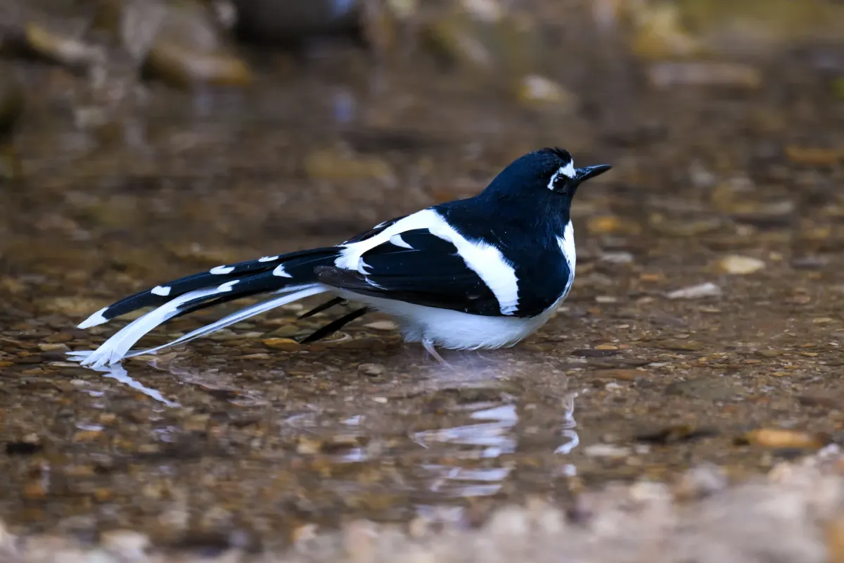 File:A Black-backed forktail (Enicurus immaculatus) is spotted in Dulung Hide, Dulung Reserve Forest, Lakhimpur District, Assam DSC 0860 1.jpg
