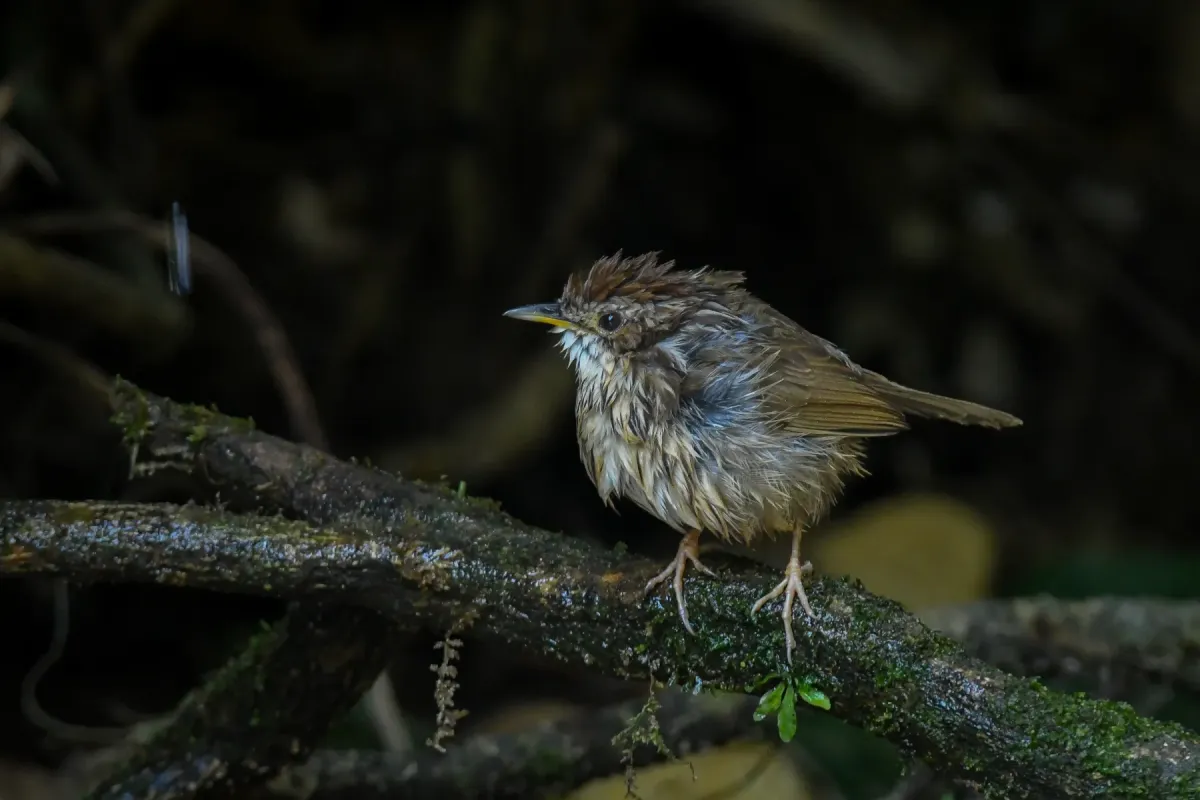 File:Puff-throated Babbler or spotted babbler (Pellorneum ruficeps) DSC 7663.jpg