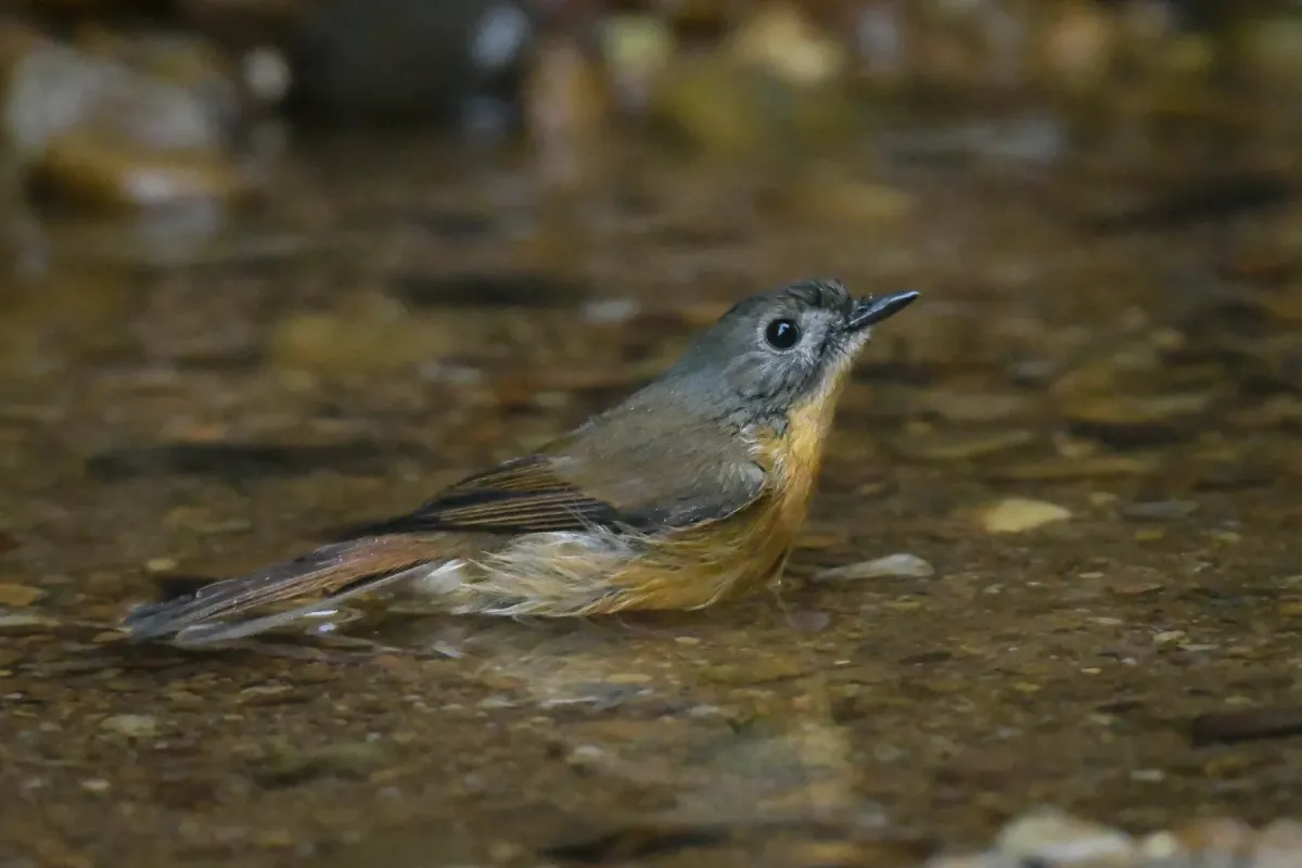 File:Pale-chinned Blue Flycatcher or Brook's flycatcher (Cyornis poliogenys) DSC 7929.jpg