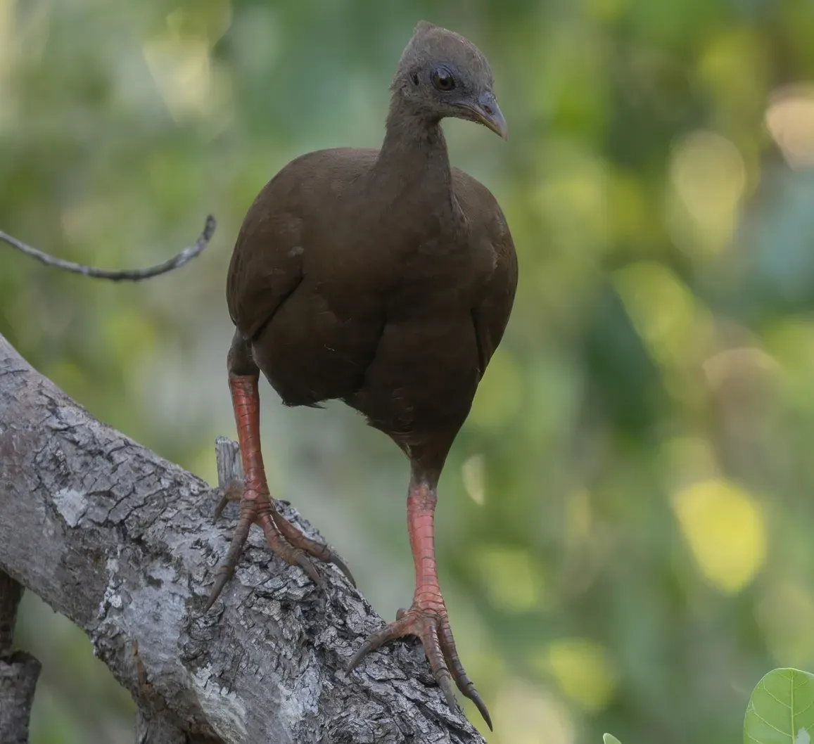 File:Sula megapode or Sula scrubfowl (Megapodius bernsteinii) (cropped).jpg