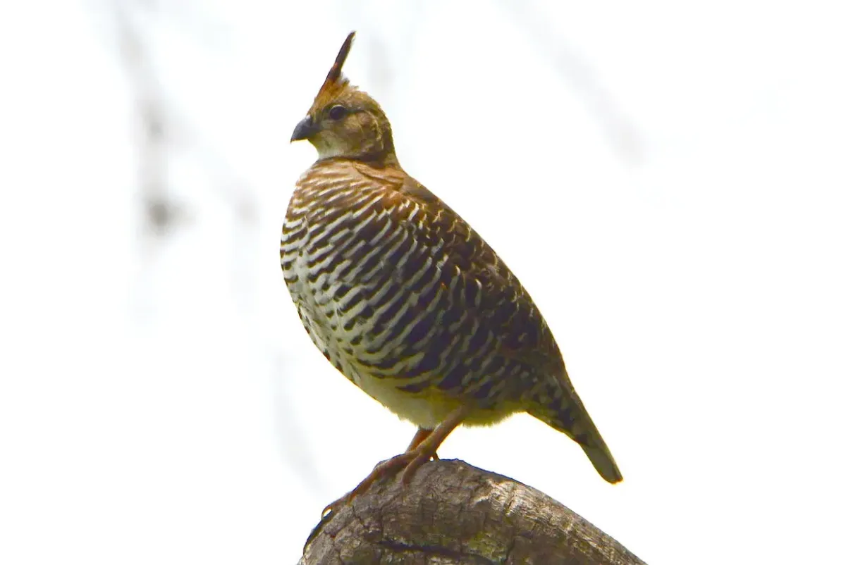 File:Banded quail (Philortyx fasciatus) (cropped).jpg