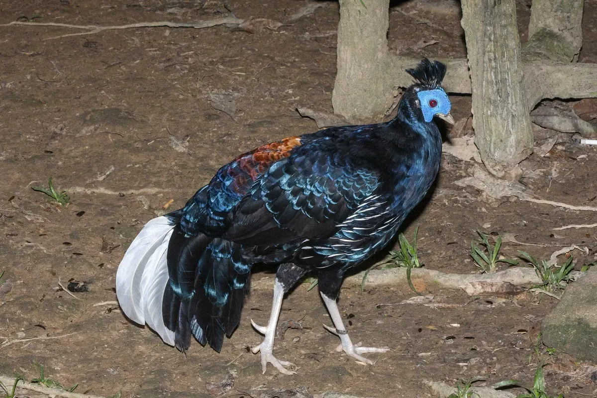 File:Malayan crested fireback (Lophura rufa) 02.jpg