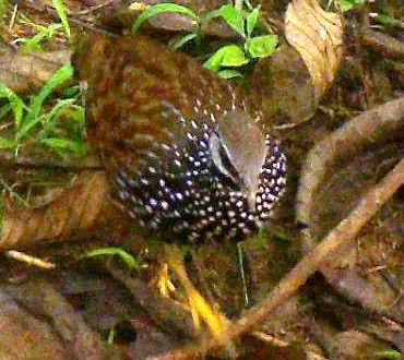 File:Peliperdix lathami, Odigbo, Nigeria 1 (cropped).jpg