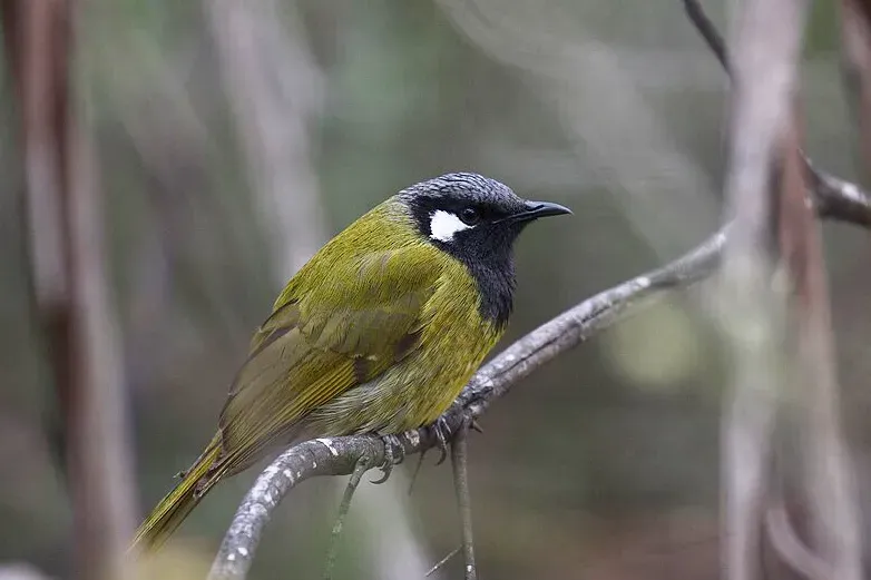 File:Nesoptilotis leucotis 576278337.jpg