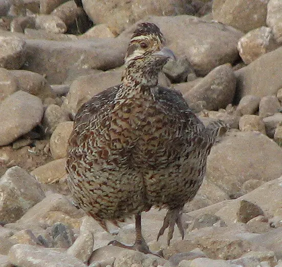 File:Moorland francolin (Scleroptila psilolaema) (cropped).jpg