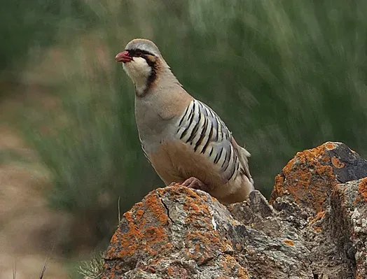 File:Alectoris magna 367800503 (cropped).jpg