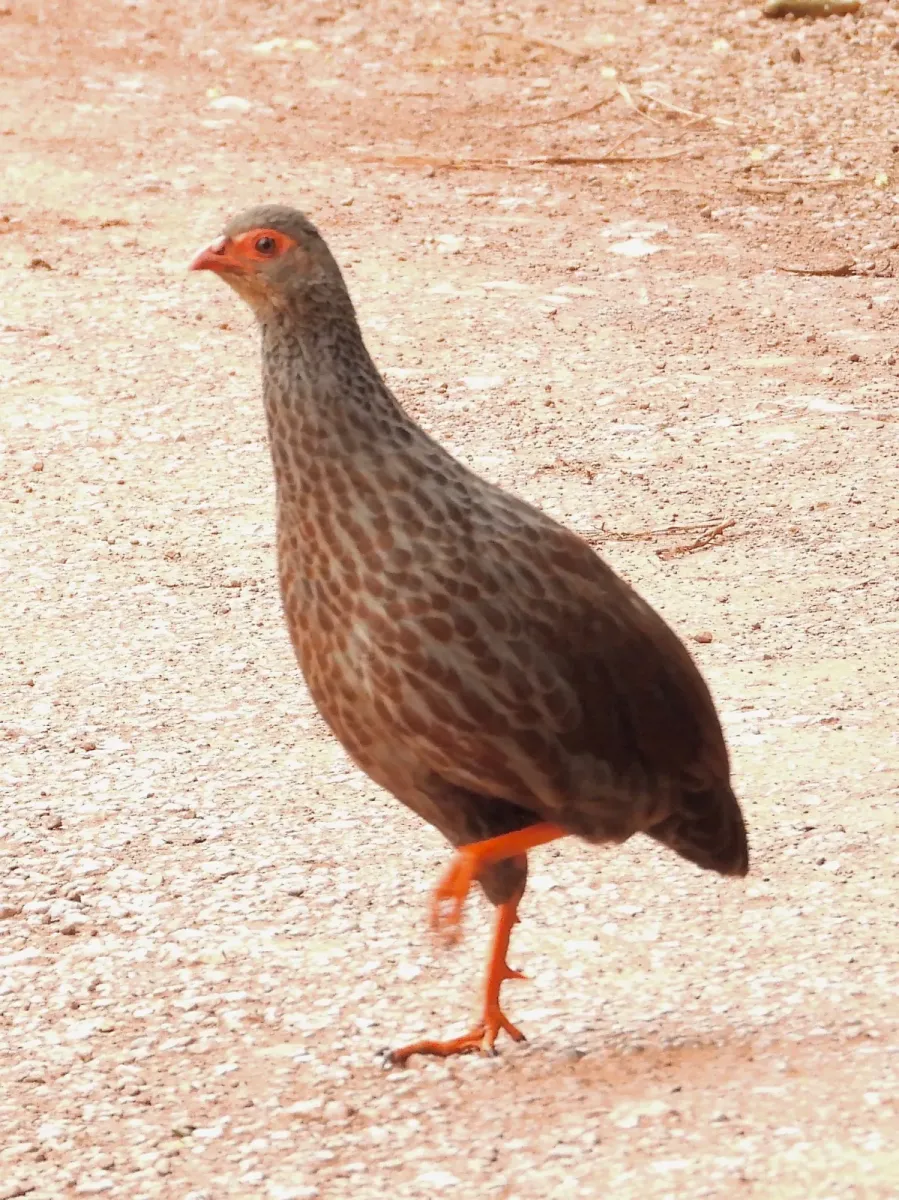 File:Handsome spurfowl (Pternistis nobilis).jpg