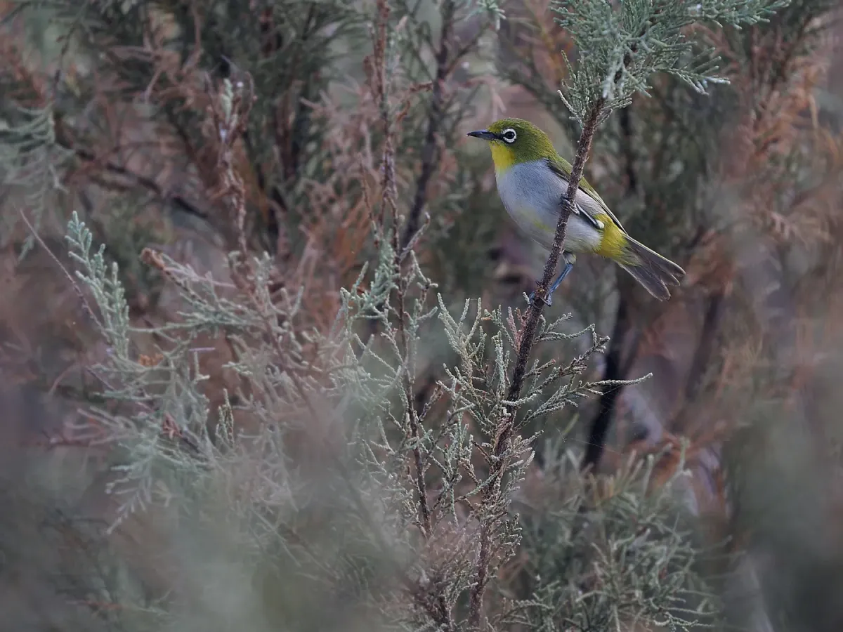 File:Zosterops socotranus - James Eaton - 336780402.jpeg