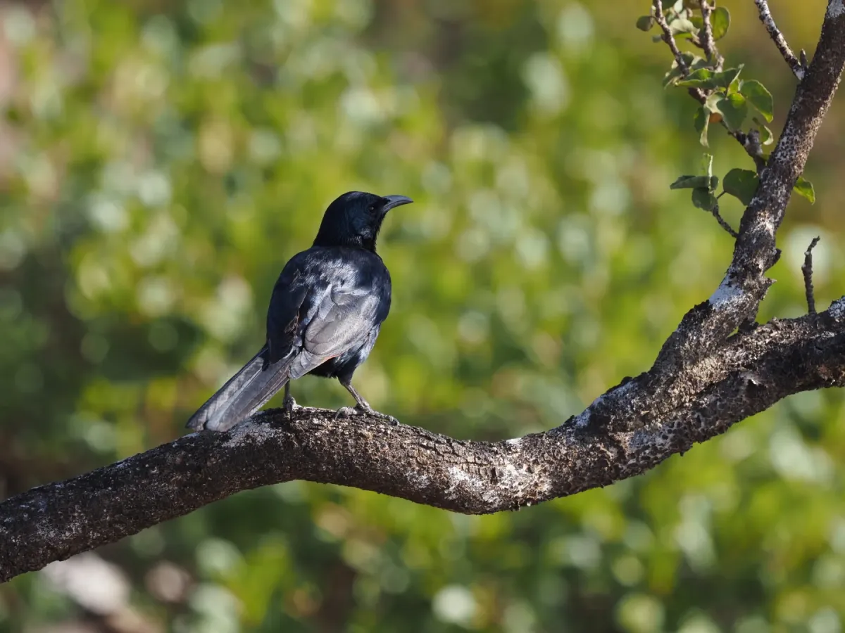 File:Onychognathus frater - James Eaton - 336829842.jpeg