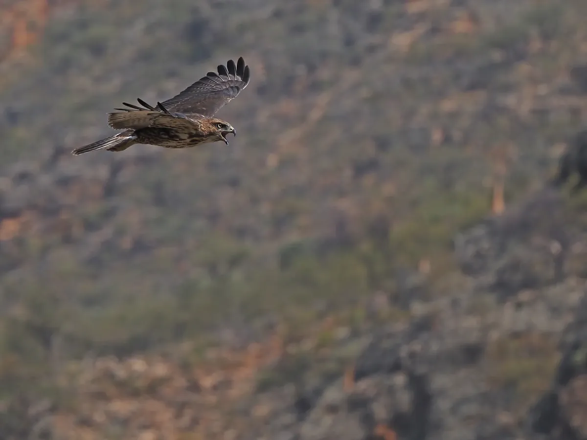 File:Buteo socotraensis - James Eaton - 336780320.jpeg