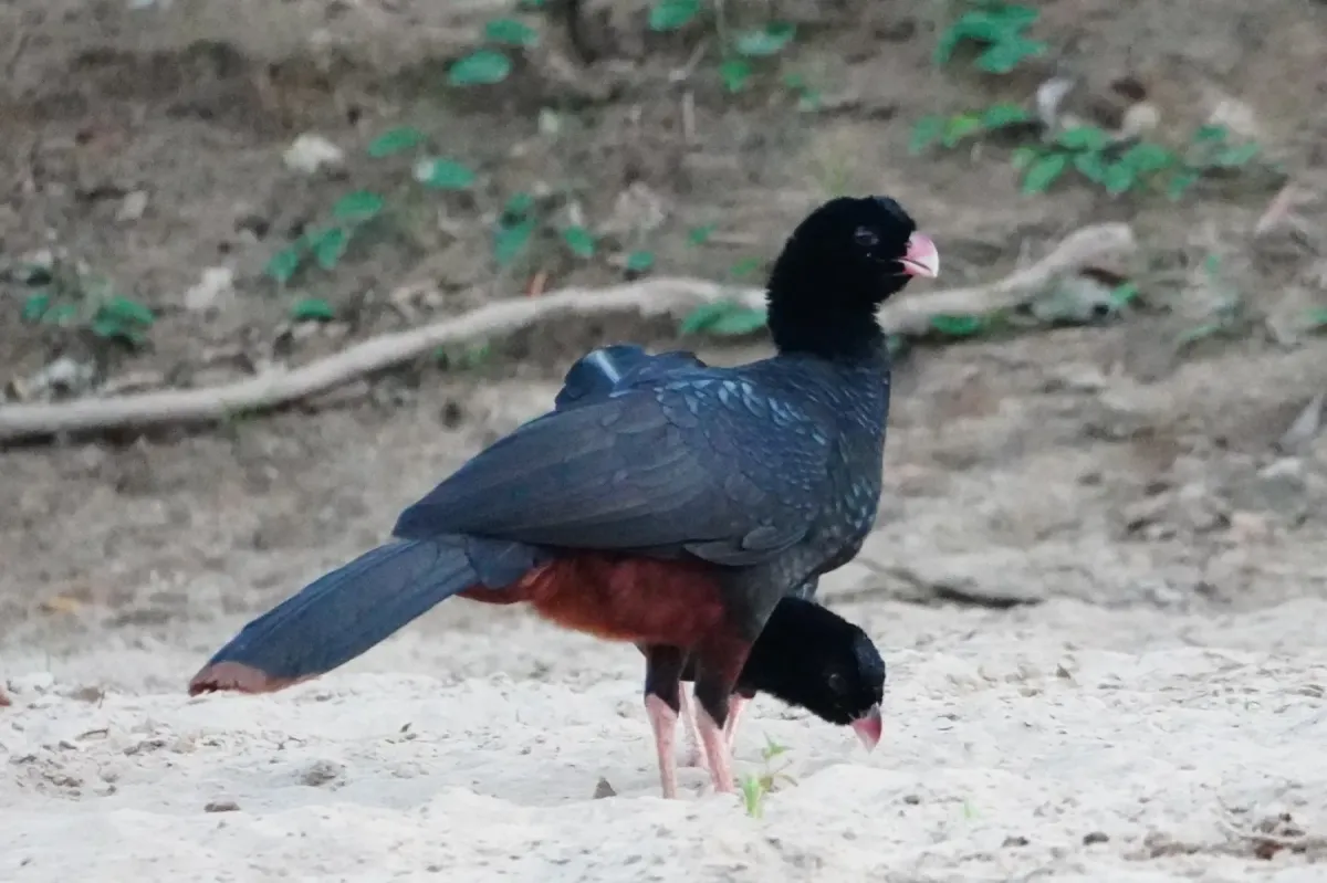 File:Crestless curassow (Mitu tomentosum).jpg