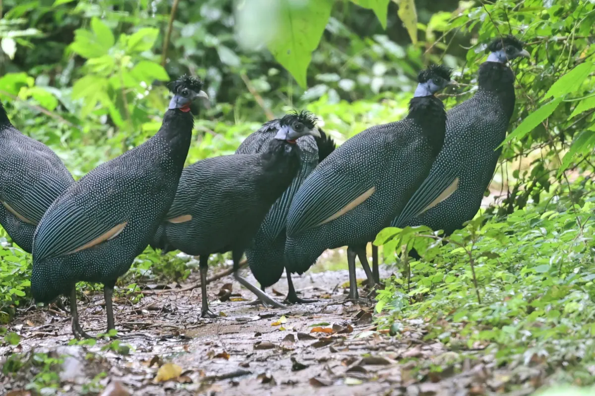 File:Western crested guineafowl (Guttera verreauxi).jpg