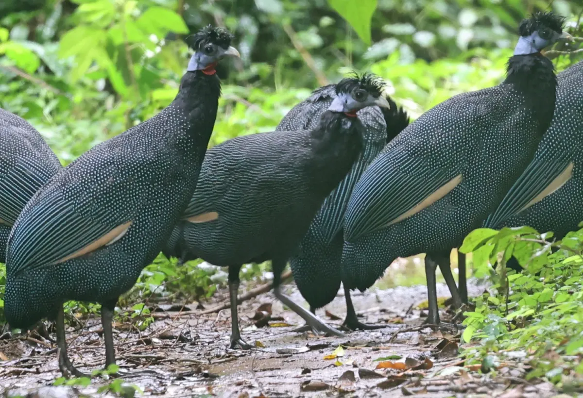 File:Western crested guineafowl (Guttera verreauxi) (cropped).jpg