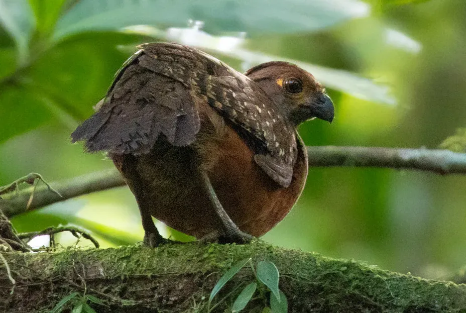 File:Starred wood quail (Odontophorus stellatus) (cropped).jpg