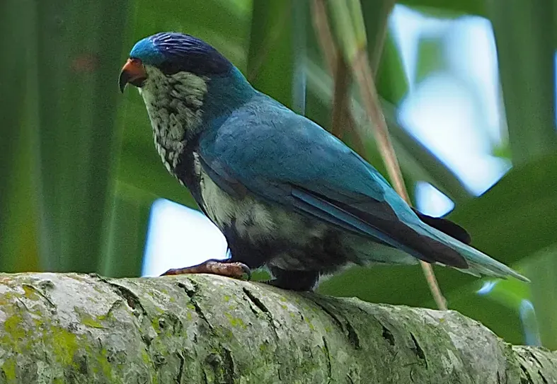 File:Vini ultramarina 395655070 (cropped).jpg