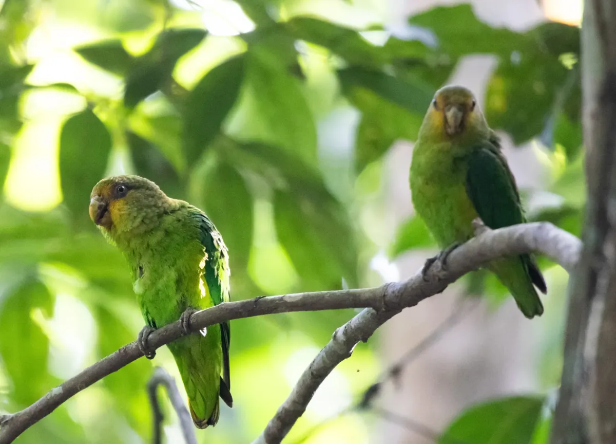 File:Golden-tailed parrotlet (Touit surdus) 01.jpg