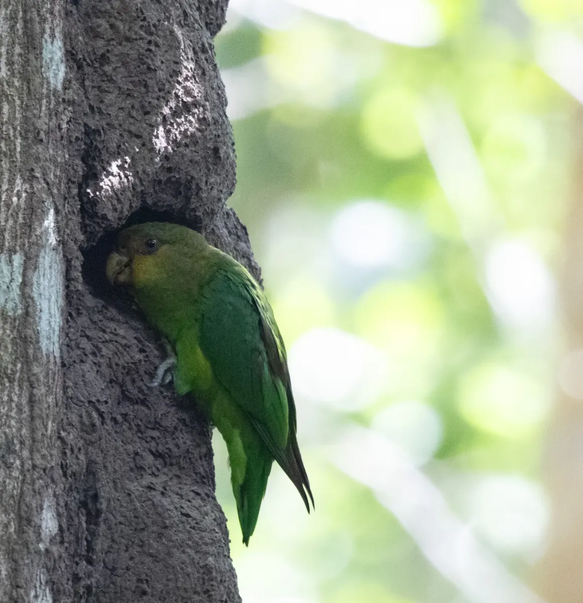File:Golden-tailed parrotlet (Touit surdus) 02.jpg