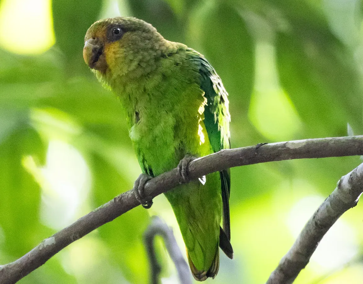 File:Golden-tailed parrotlet (Touit surdus) 01 (cropped).jpg