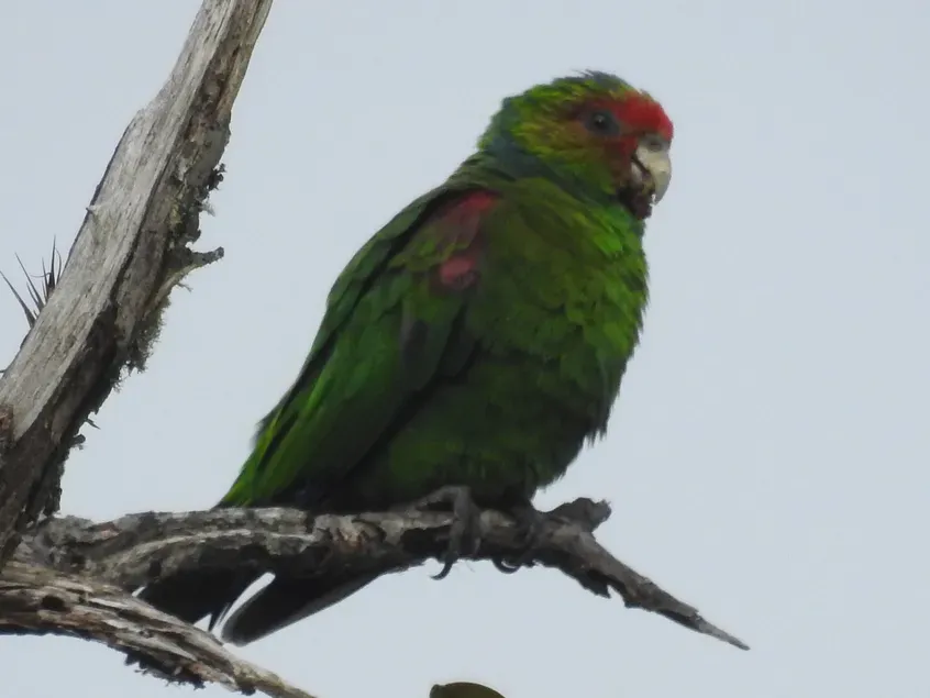 File:Red-faced parrot (Hapalopsittaca pyrrhops) (cropped).jpg