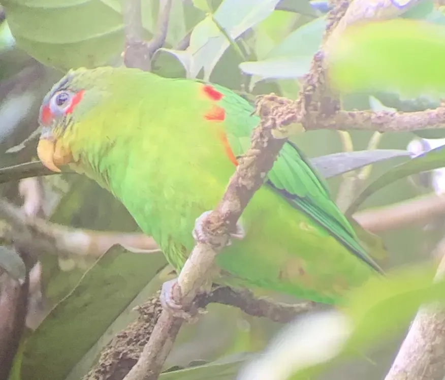 File:Touit dilectissimus by Diane Shaw (cropped).jpg