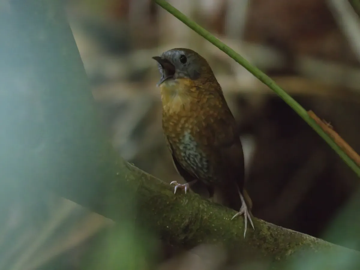 File:Spelaeornis reptatus - Ian Dugdale - 547356674.jpeg