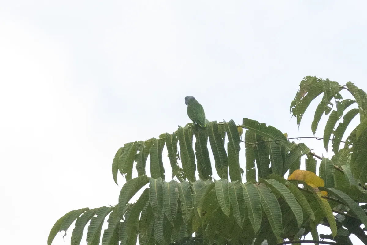 File:Simeulue parrot (Psittinus abbotti) 01.jpg