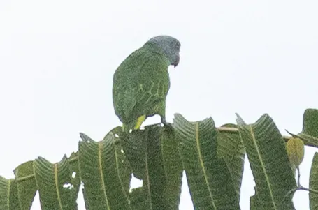 File:Simeulue parrot (Psittinus abbotti) 02 (cropped).jpg