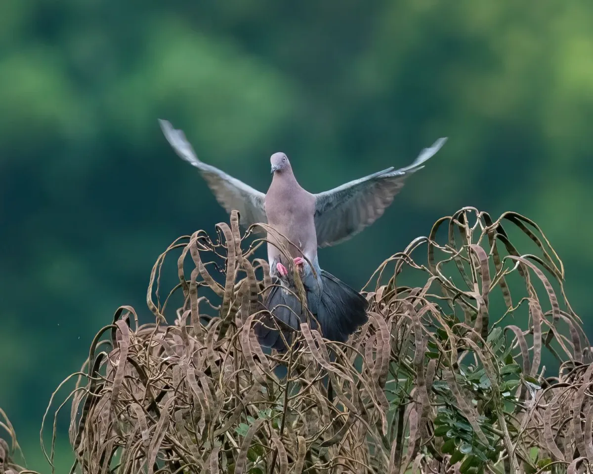 File:Patagioenas inornata, Comerío, Puerto Rico 2.jpg