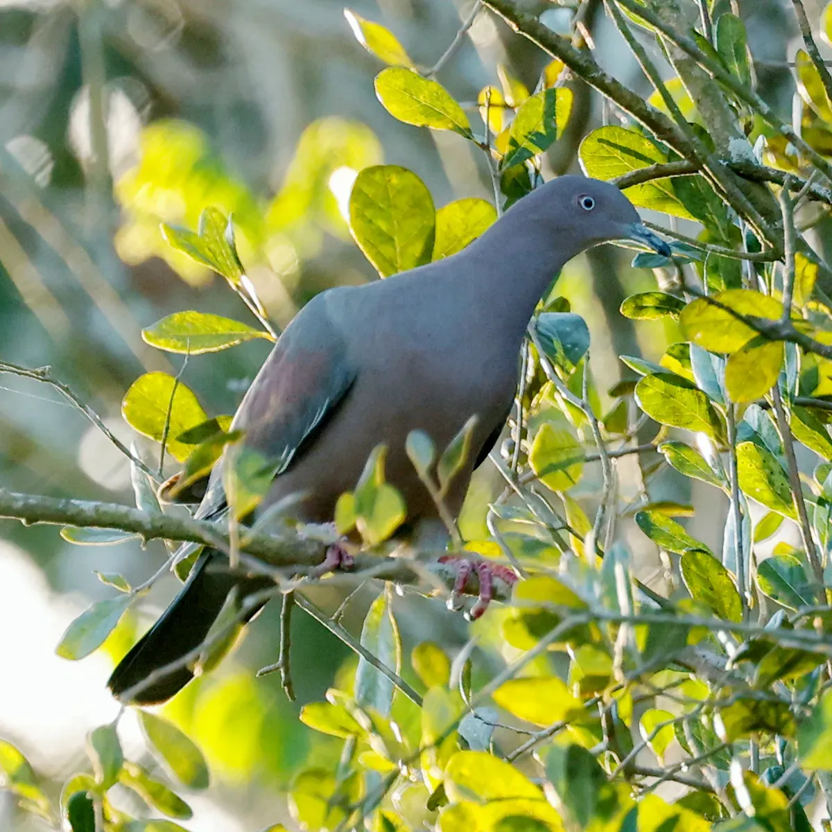 File:Patagioenas inornata, Camagüey, Cuba 1.jpg