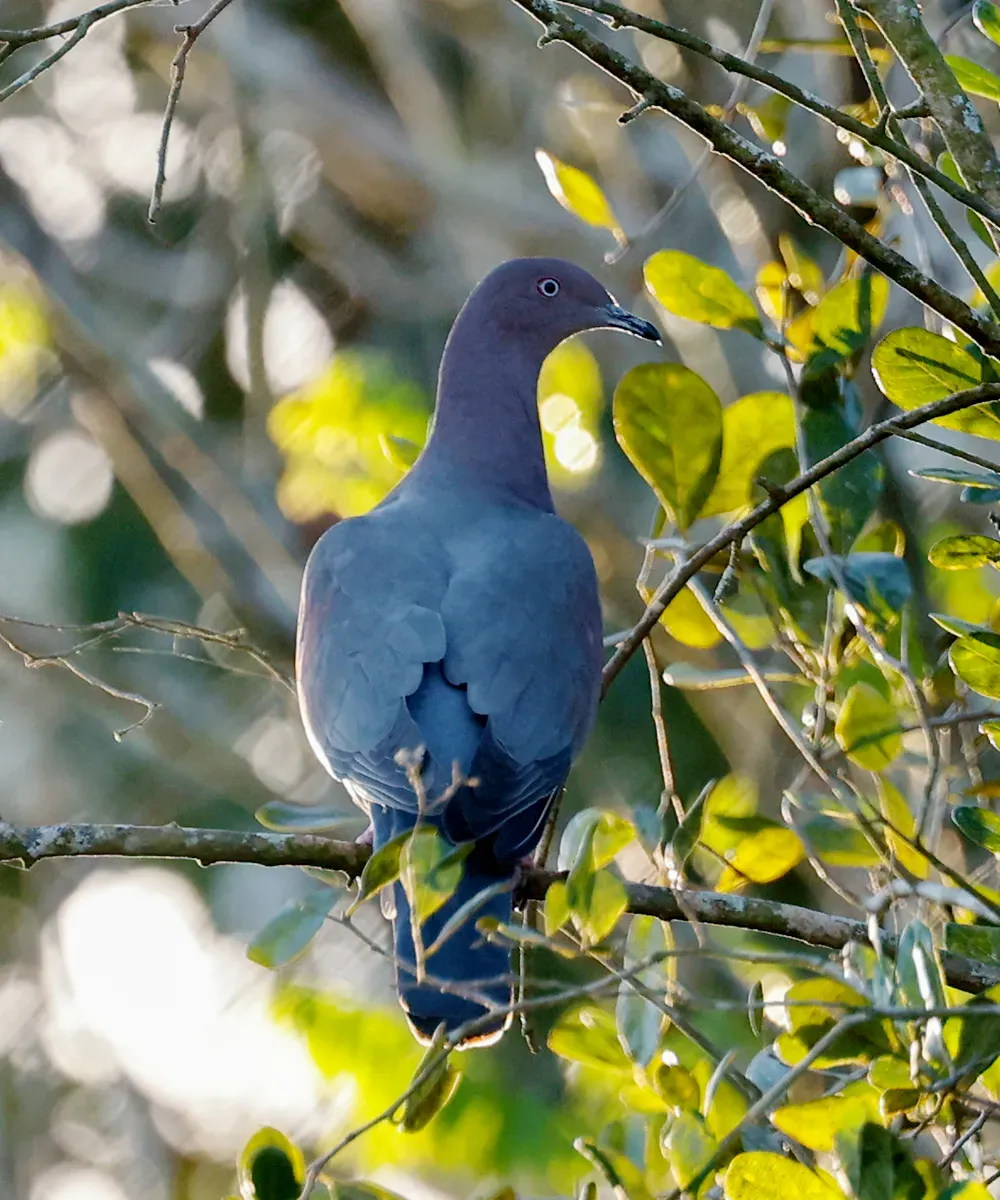 File:Patagioenas inornata, Camagüey, Cuba 2.jpg