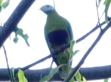 File:Ptilinopus granulifrons 246905841 (cropped).jpg