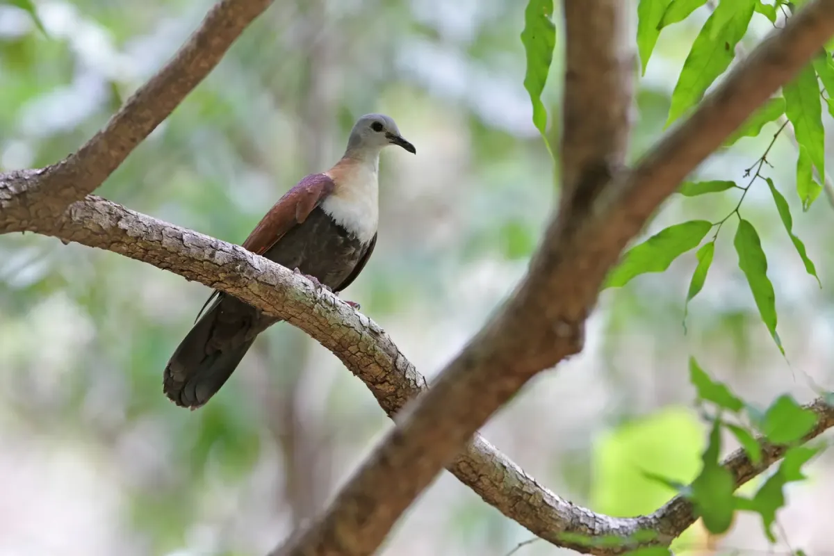 File:Wetar ground dove (Pampusana hoedtii) 02.jpg