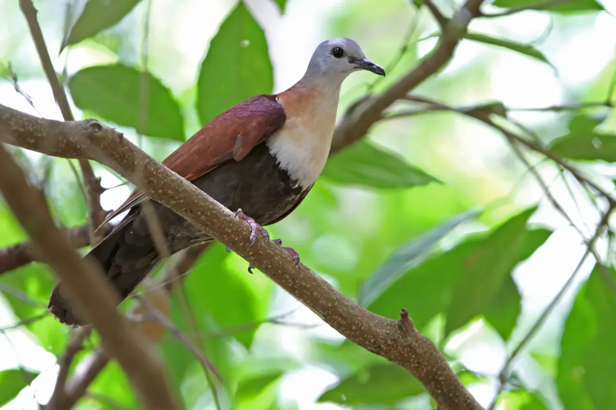 File:Wetar ground dove (Pampusana hoedtii) 01.jpg