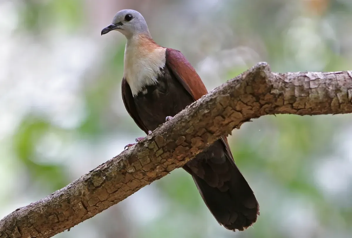 File:Wetar ground dove (Pampusana hoedtii) 03 (cropped).jpg