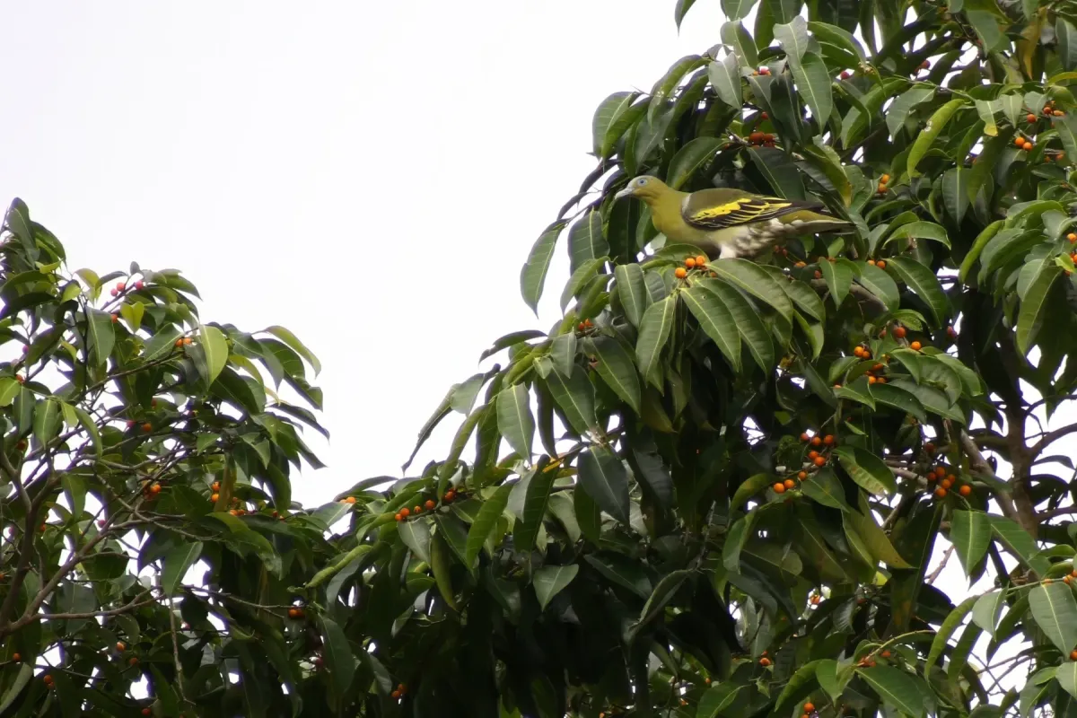 File:Buru green pigeon (Treron aromaticus) 02.jpg