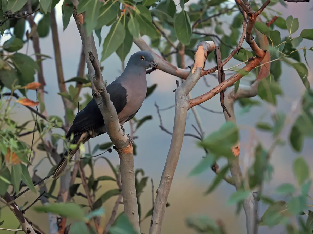 File:Timor imperial pigeon (Ducula cineracea).jpg