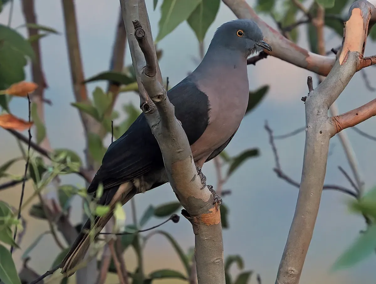 File:Timor imperial pigeon (Ducula cineracea) (cropped).jpg