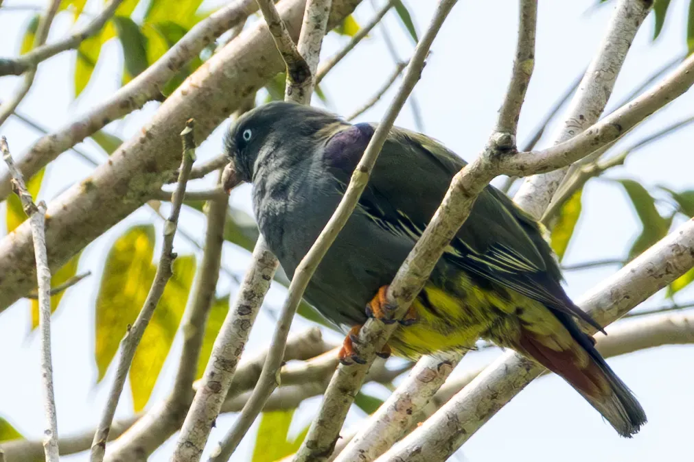 File:São Tomé green pigeon (Treron sanctithomae) 03.jpg