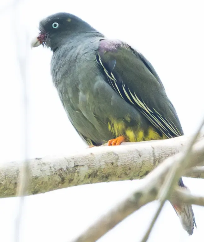 File:São Tomé green pigeon (Treron sanctithomae) 01 (cropped).jpg