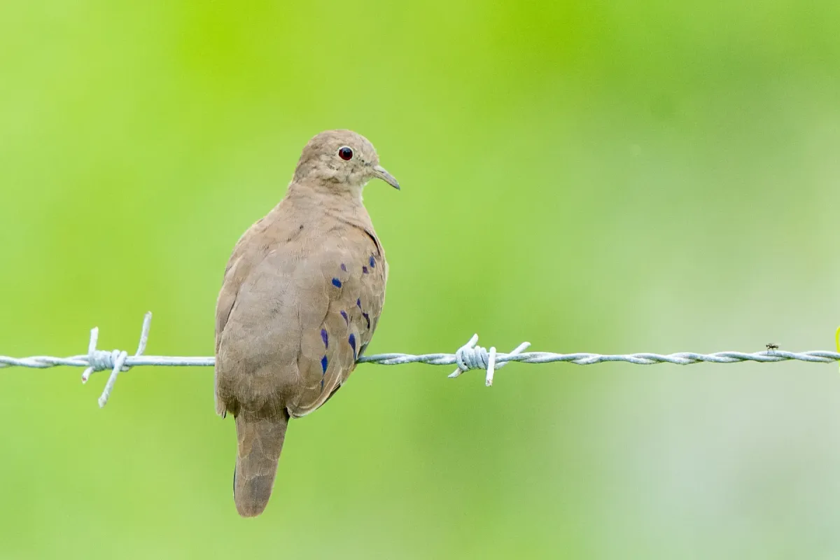 File:Plain-breasted ground dove (Columbina minuta) 02.jpg