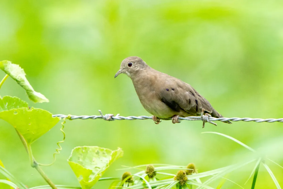File:Plain-breasted ground dove (Columbina minuta) 01.jpg
