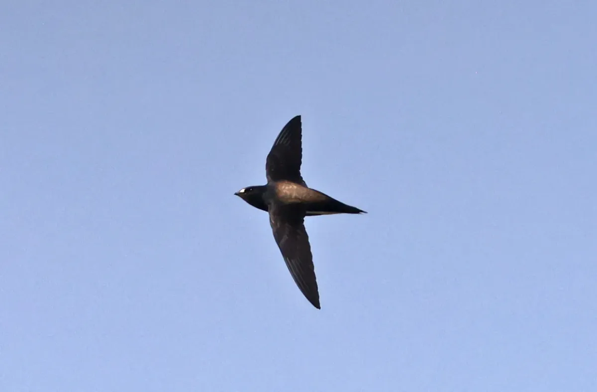 File:Brown-backed Needletail (Hirundapus giganteus).jpg
