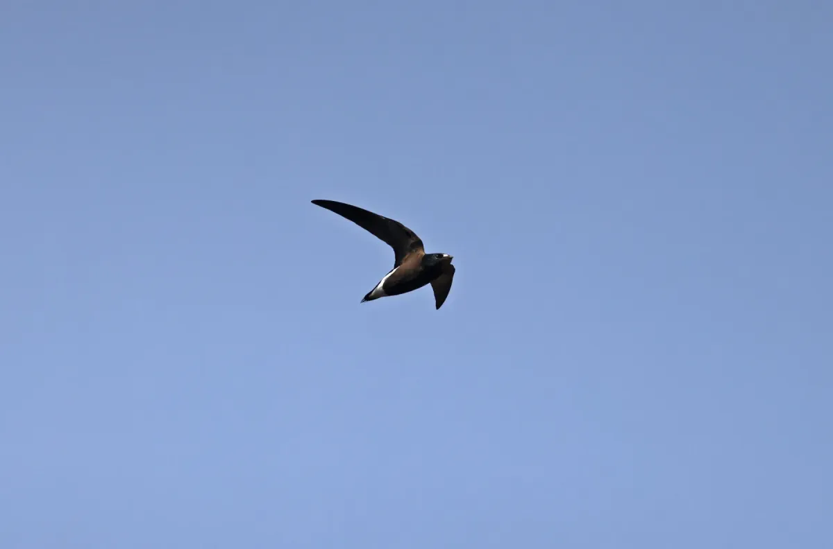 File:Brown backed needletail-Hirundapus giganteus.jpg