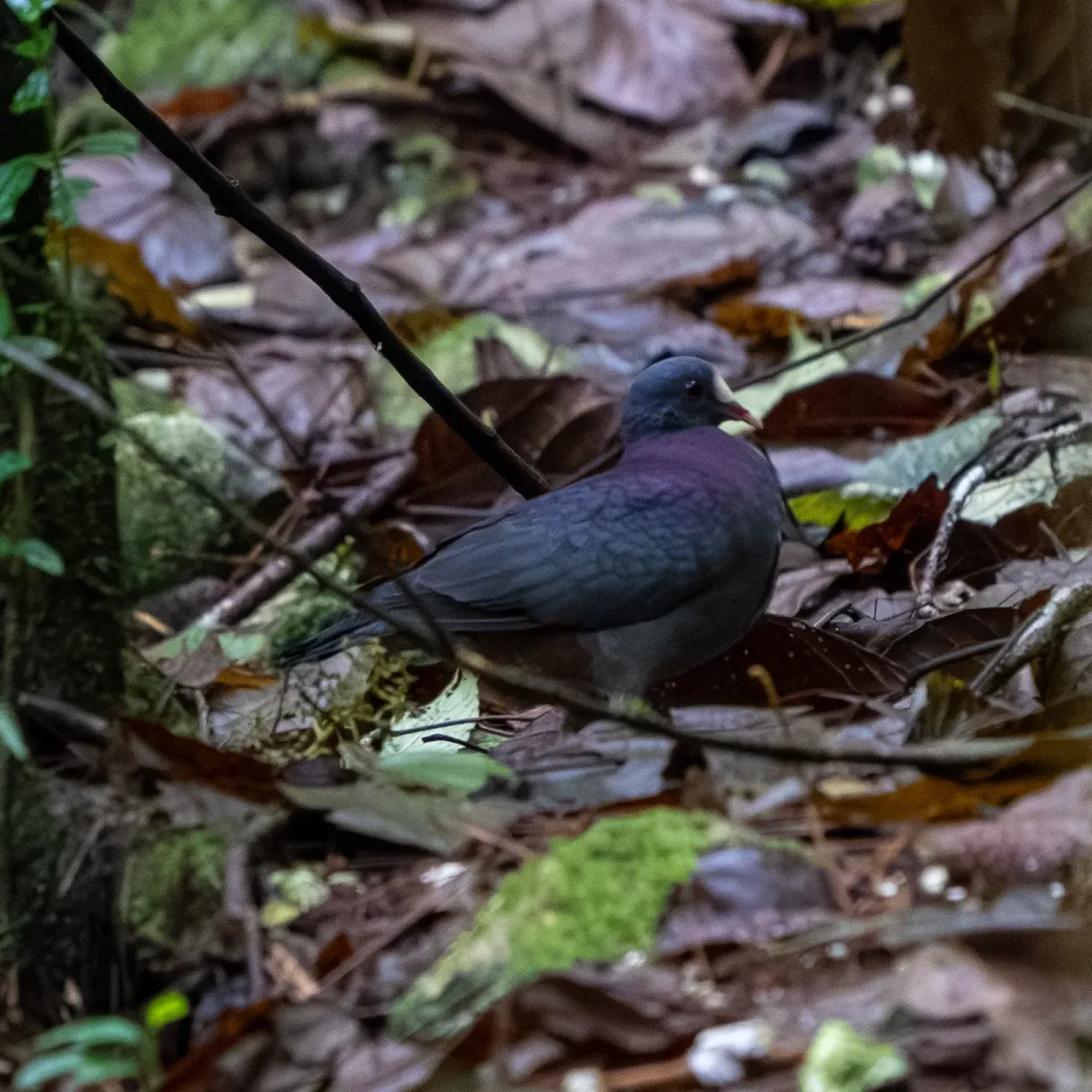 File:White-fronted quail-dove (Geotrygon leucometopia).jpg